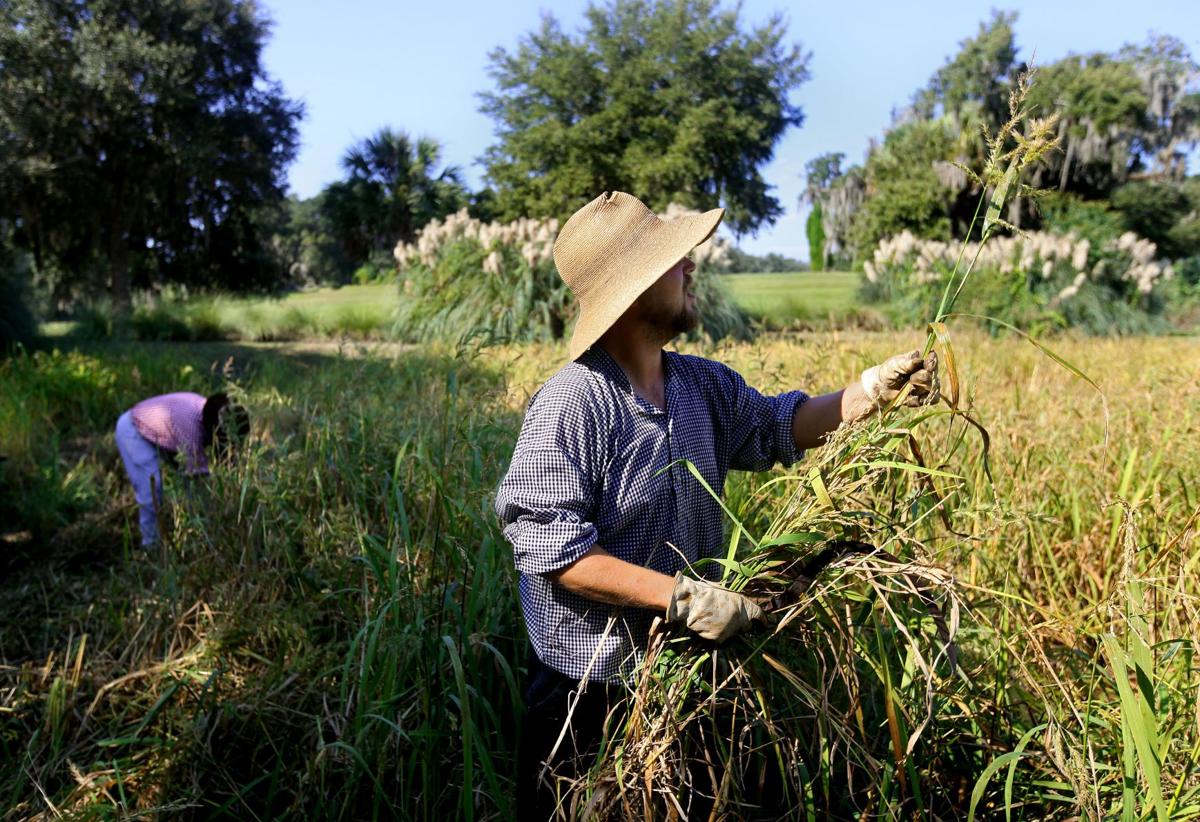 Rice Harvest