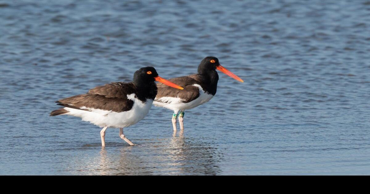 Shorebirds announce 2023 coaching staff - 47abc