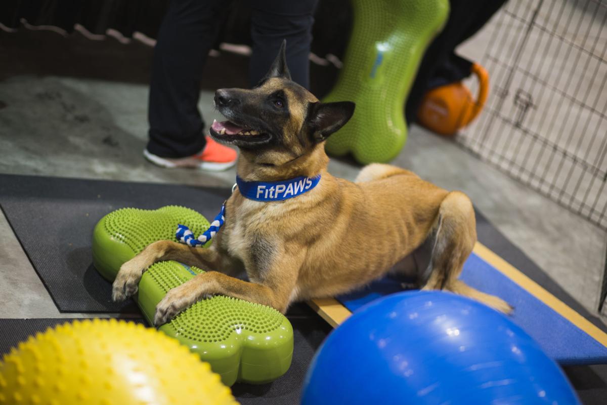 Pet Expo-October 14, 2017-150