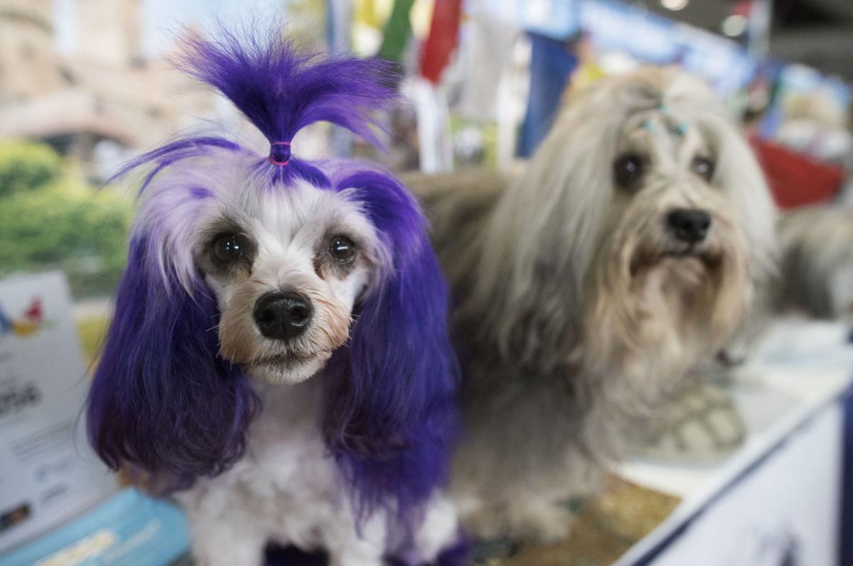 2018 Westminster Kennel Club Dog Show Photo Galleries