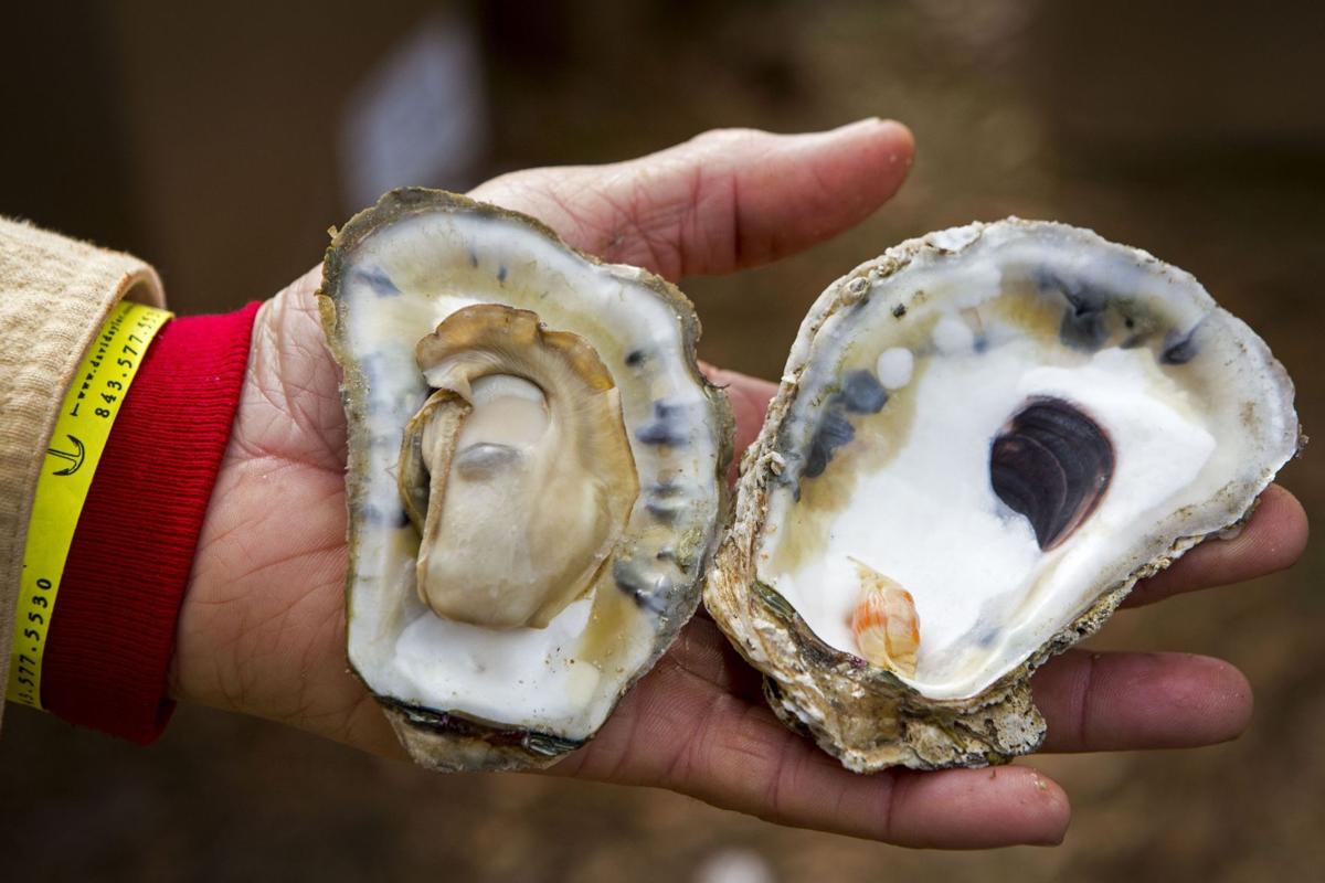 The Lowcountry loves its oyster roasts Charleston Scene