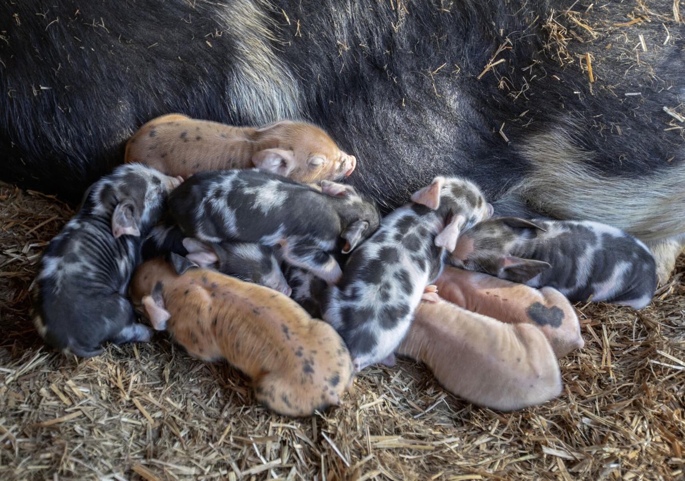 Peculiar Pig Farm in Dorchester supplies pork to downtown Charleston