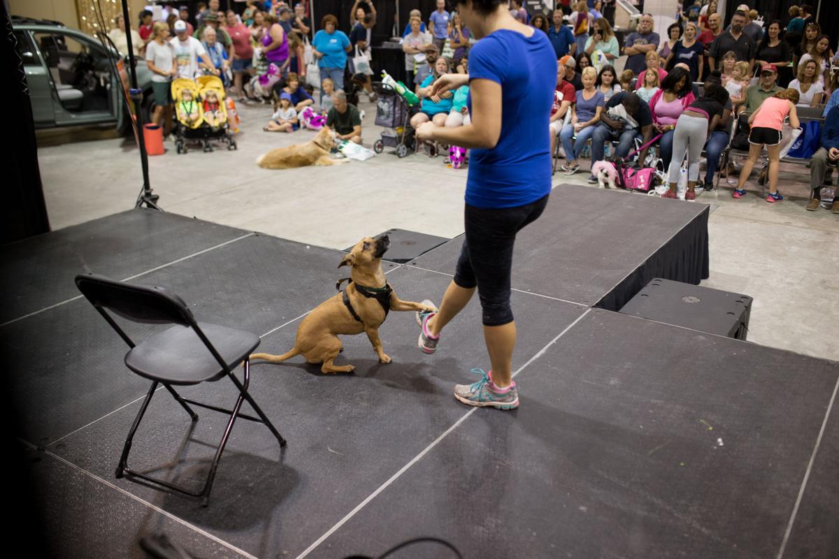 Pet Expo-October 14, 2017-362