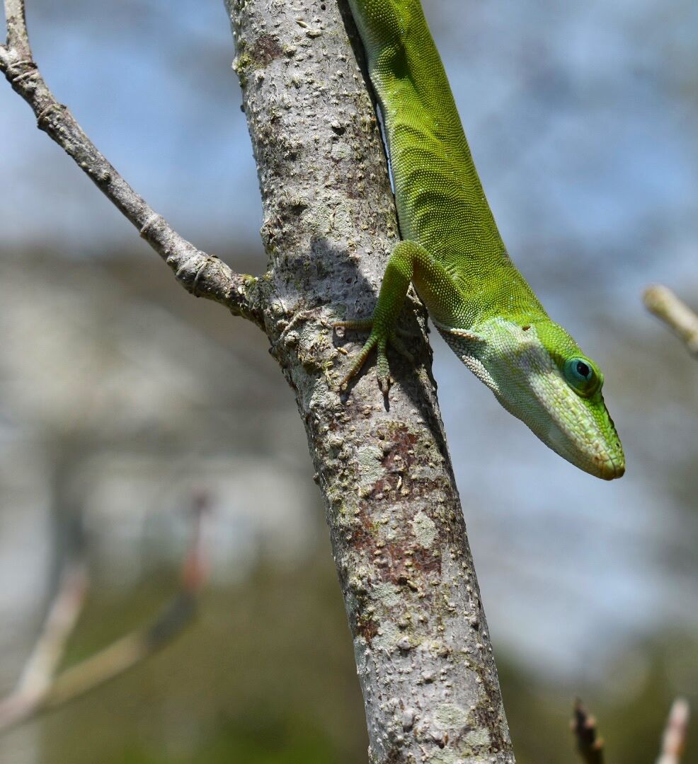green ryan.JPG