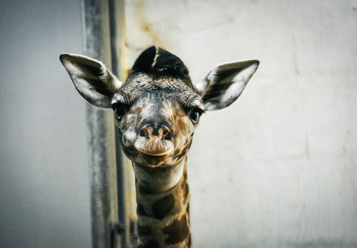 Dokter commando Motivatie Greenville Zoo welcomes another new baby giraffe birth | Greenville News |  postandcourier.com