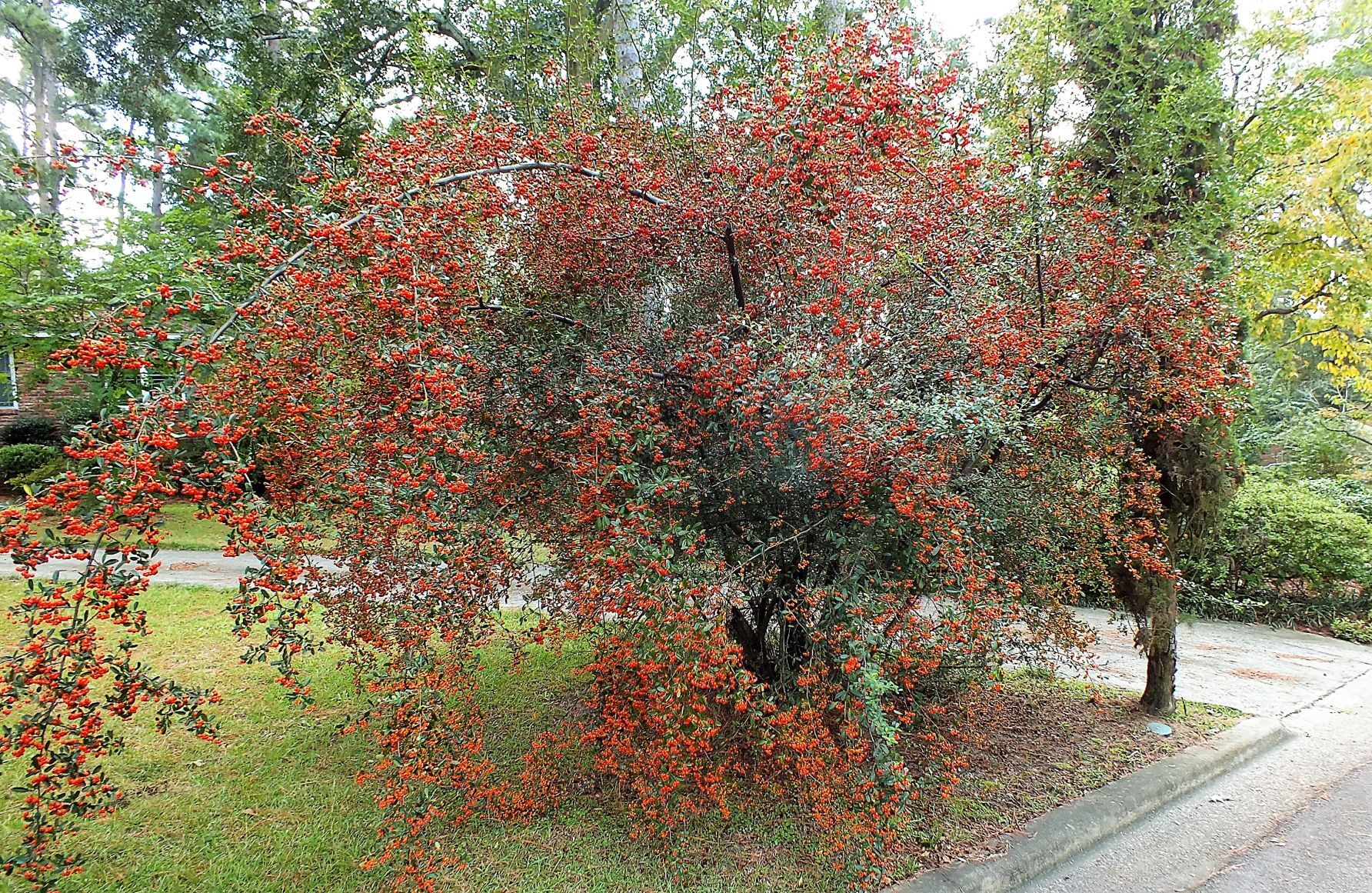 pyracantha for birds