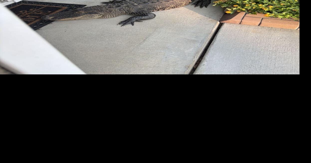 Alligator too big for police to handle makes itself at home on Moncks Corner porch