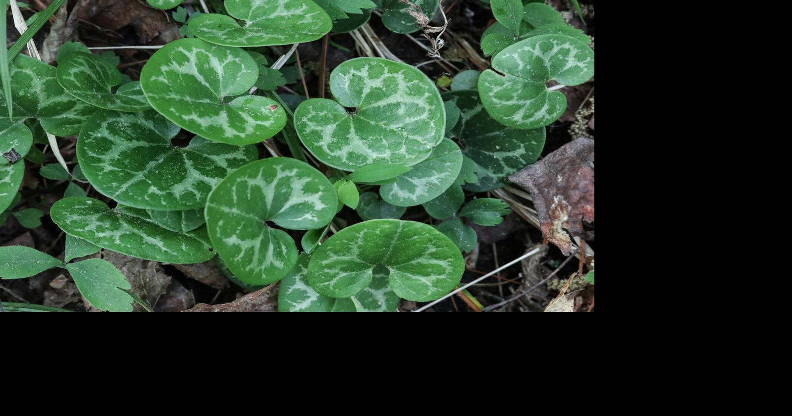 The government says this rare SC flower is no longer endangered. Conservationists disagree.
