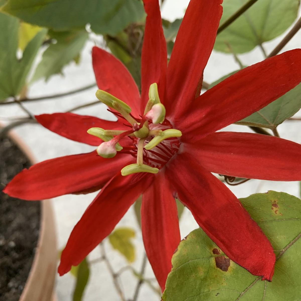 Wallpaper Gardening Grape Leaf Passionflower An Eye Catching And Fragrant Free HD