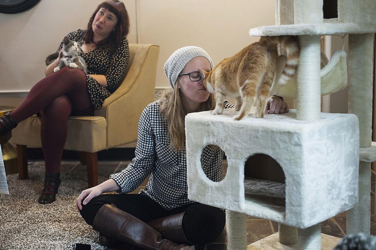Charleston got a cat cafe, and now Greenville is getting one too