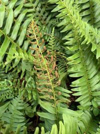 Gardening: What to Plant Under Trees