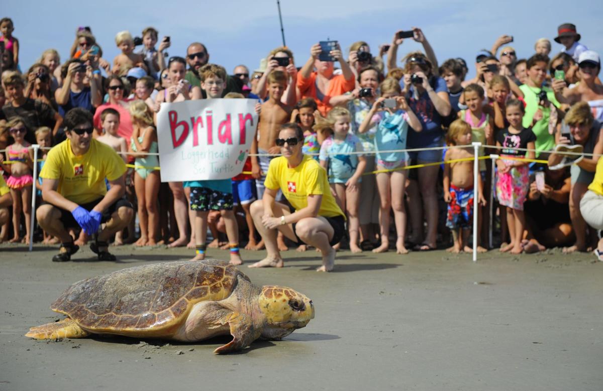 Loggerhead Release