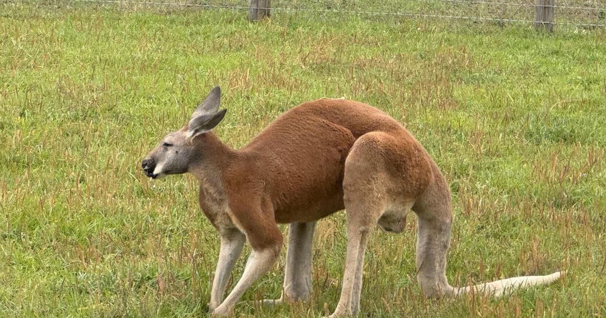 „Sie hatten eine Bindung aufgebaut“: Kängurubesitzer aus South Carolina ...