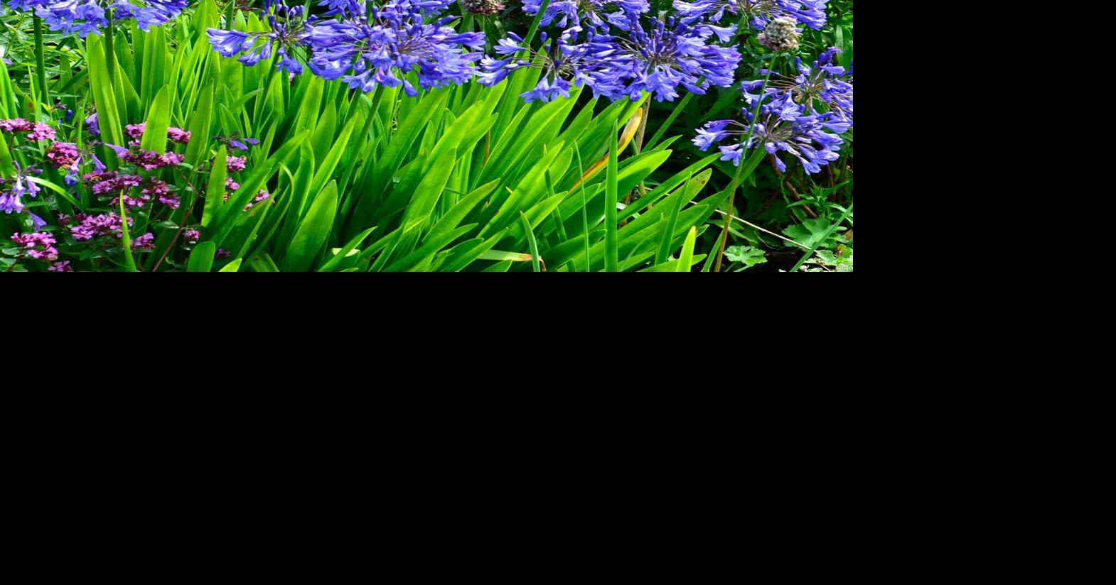 blue agapanthus images