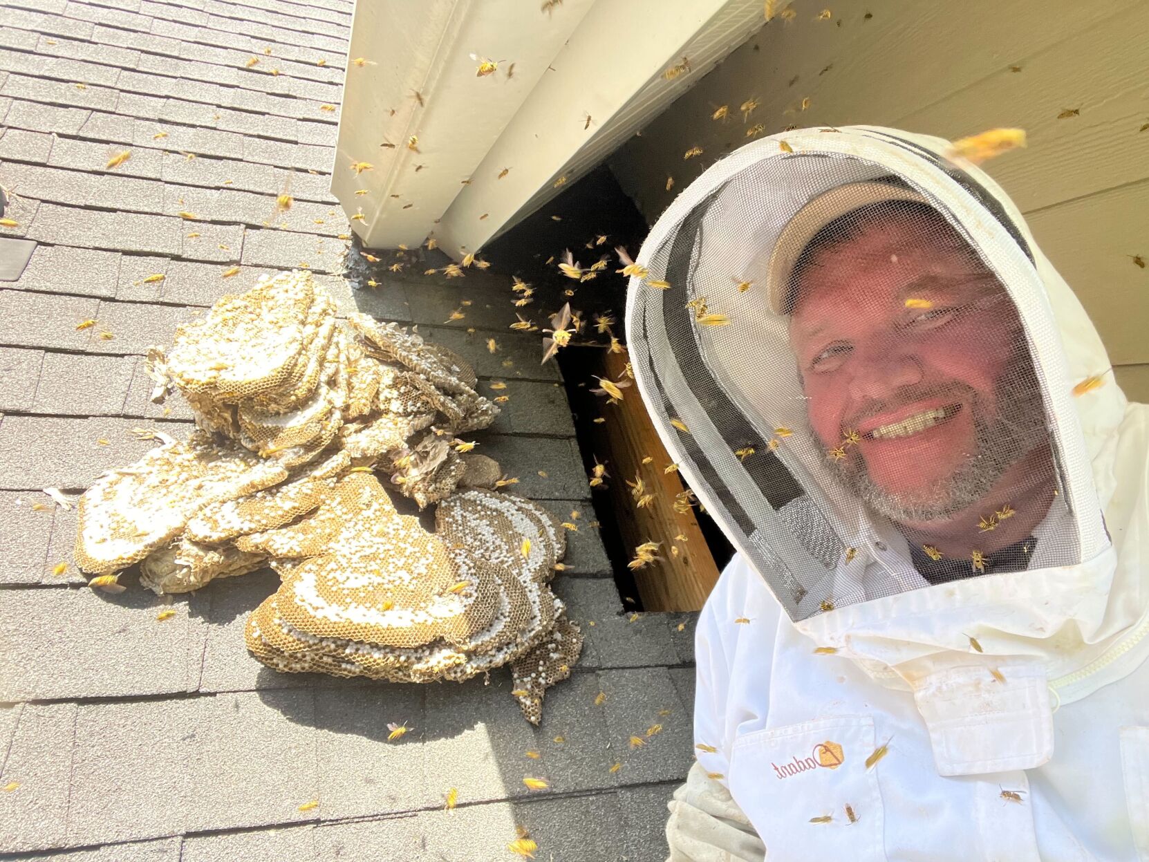 Unreal' 5-foot yellow jacket nest found in Summerville attic