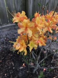 Gardening: Unique natives for the garden