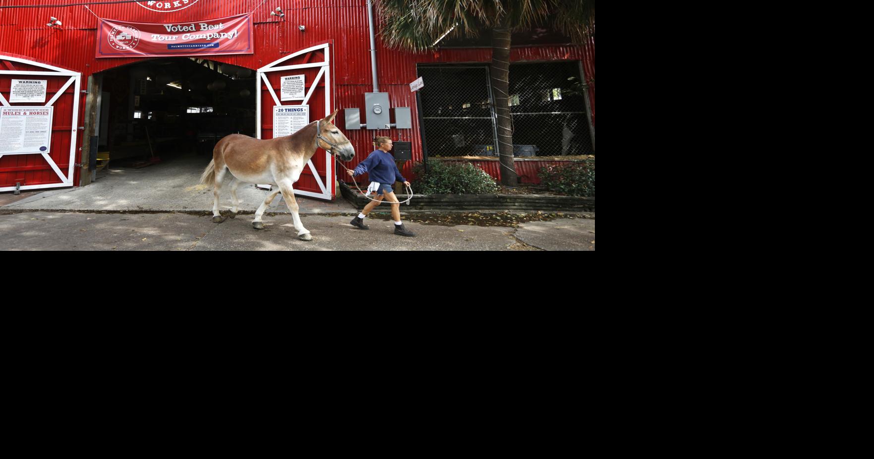 Horse carriage operator, passenger injured during ‘extremely rare’ tour incident in Charleston
