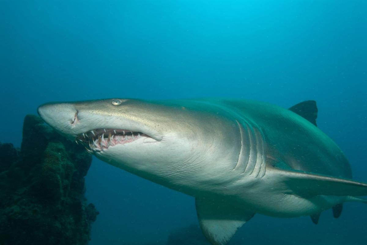 Older than expected: Teeth reveal the origin of the tiger shark