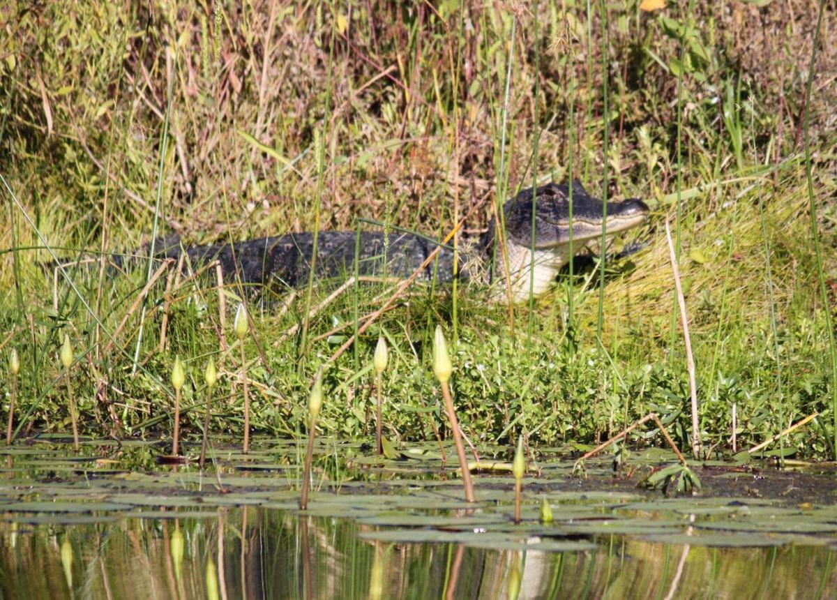 Gator State Alligator Hunting In The Lowcountry Tideline Magazine Postandcourier Com