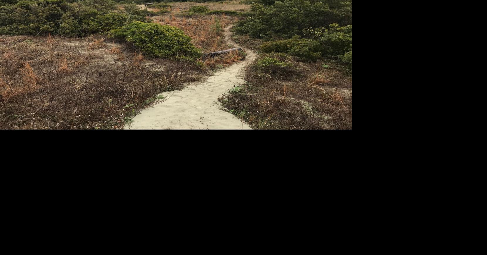 Should Sullivan's Island maritime forest stay wild? Legal battle over its ...