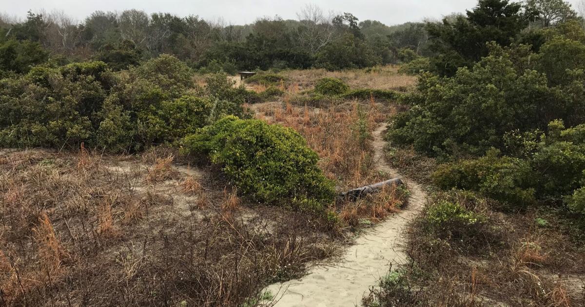 Should Sullivan's Island maritime forest stay wild? Legal battle over its ...