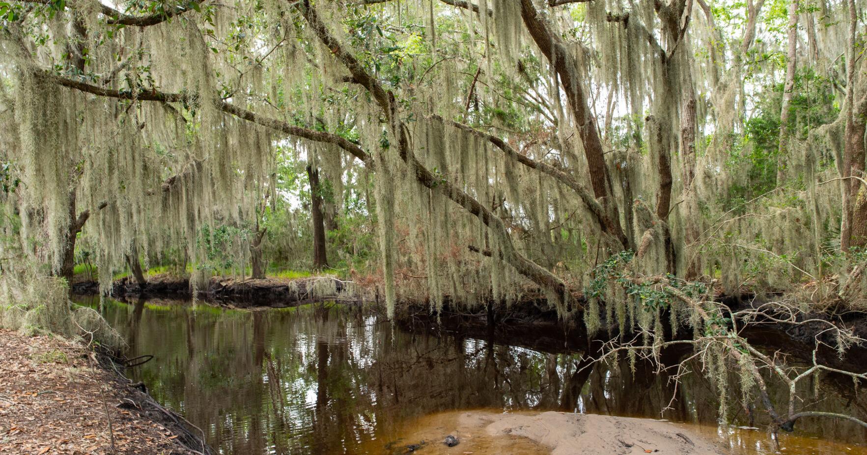 Beaufort County buys 527 wild acres blending conservation and recreation - Vimarsana News