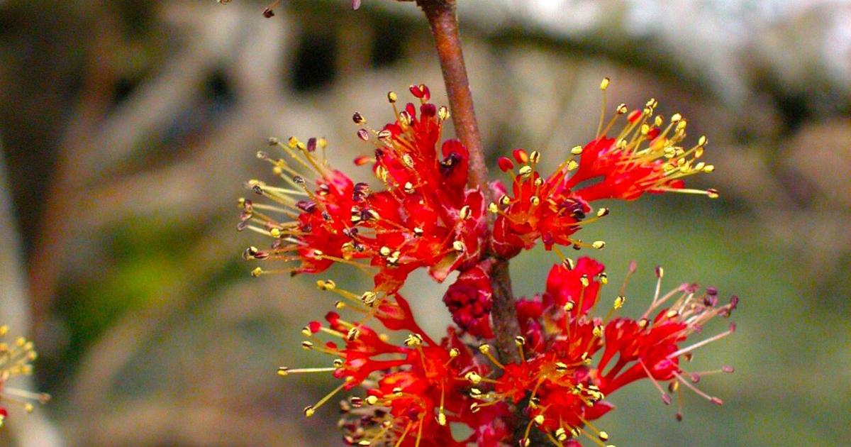 Maple Bee BOMMER'S BEES: Packaged bees begin to arrive as red maple starts to bloom