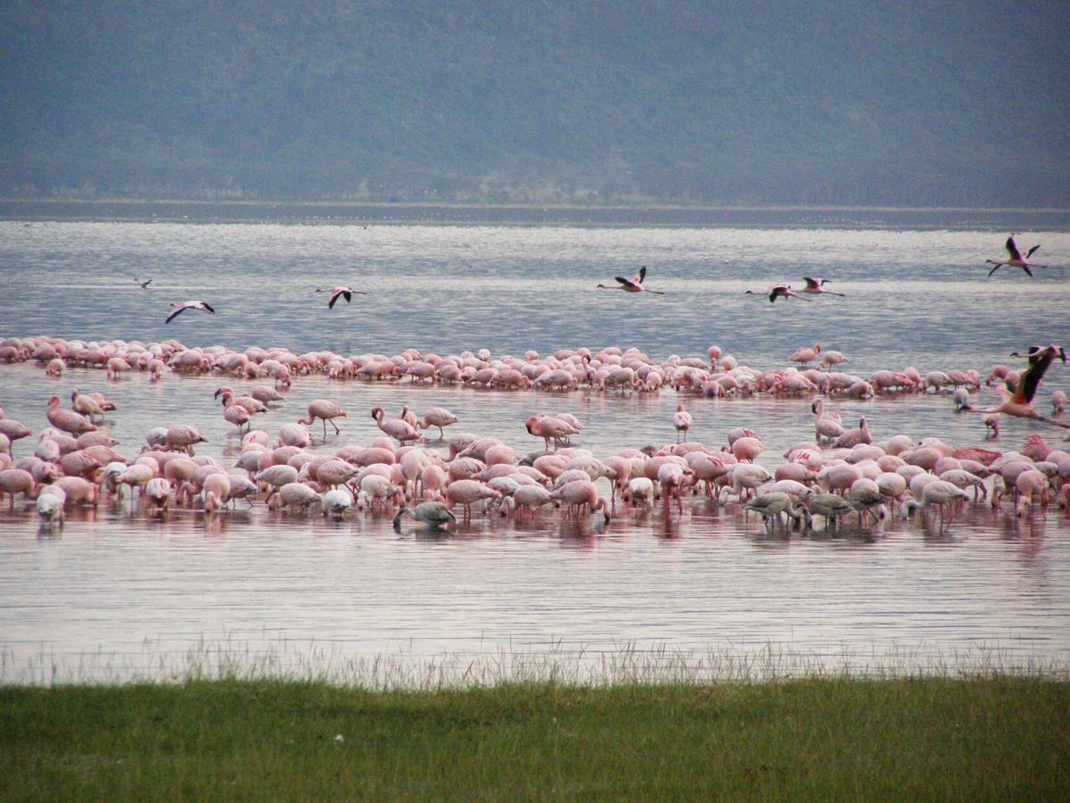 pink kahrs.jpg