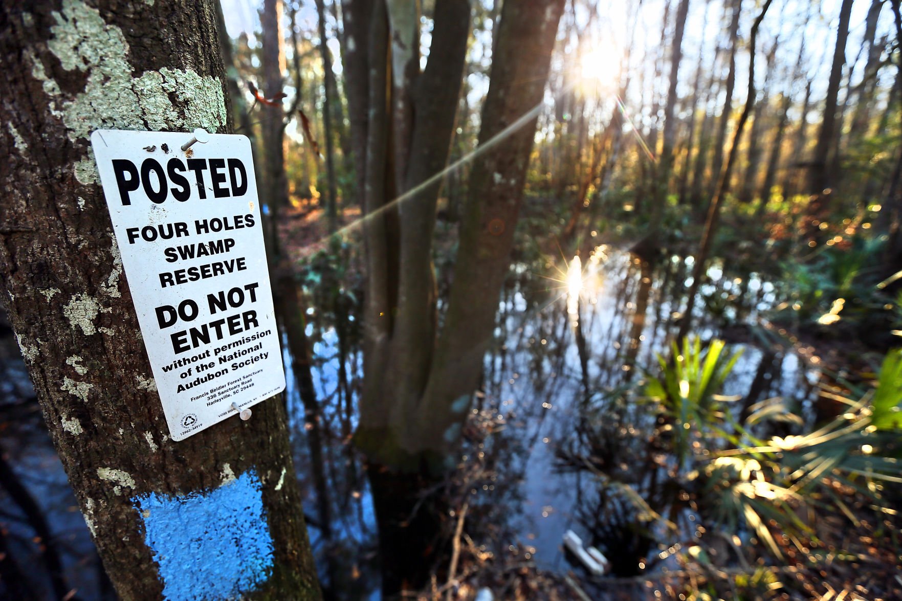 Conservation Efforts At Four Holes Swamp Could Impact How Charleston   588fe28dcf1e8.image 