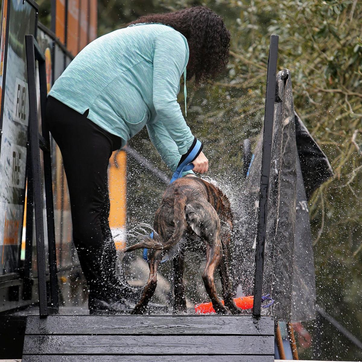 Going to the dogs: Retrievers and DockDogs stars of Brittlebank events