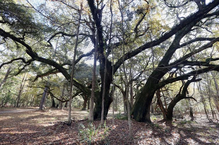 A look inside one of Charleston County's newest parks News