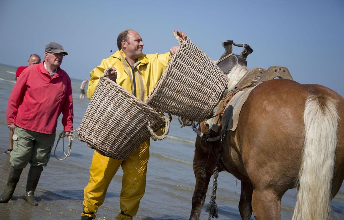 Shrimping on horseback