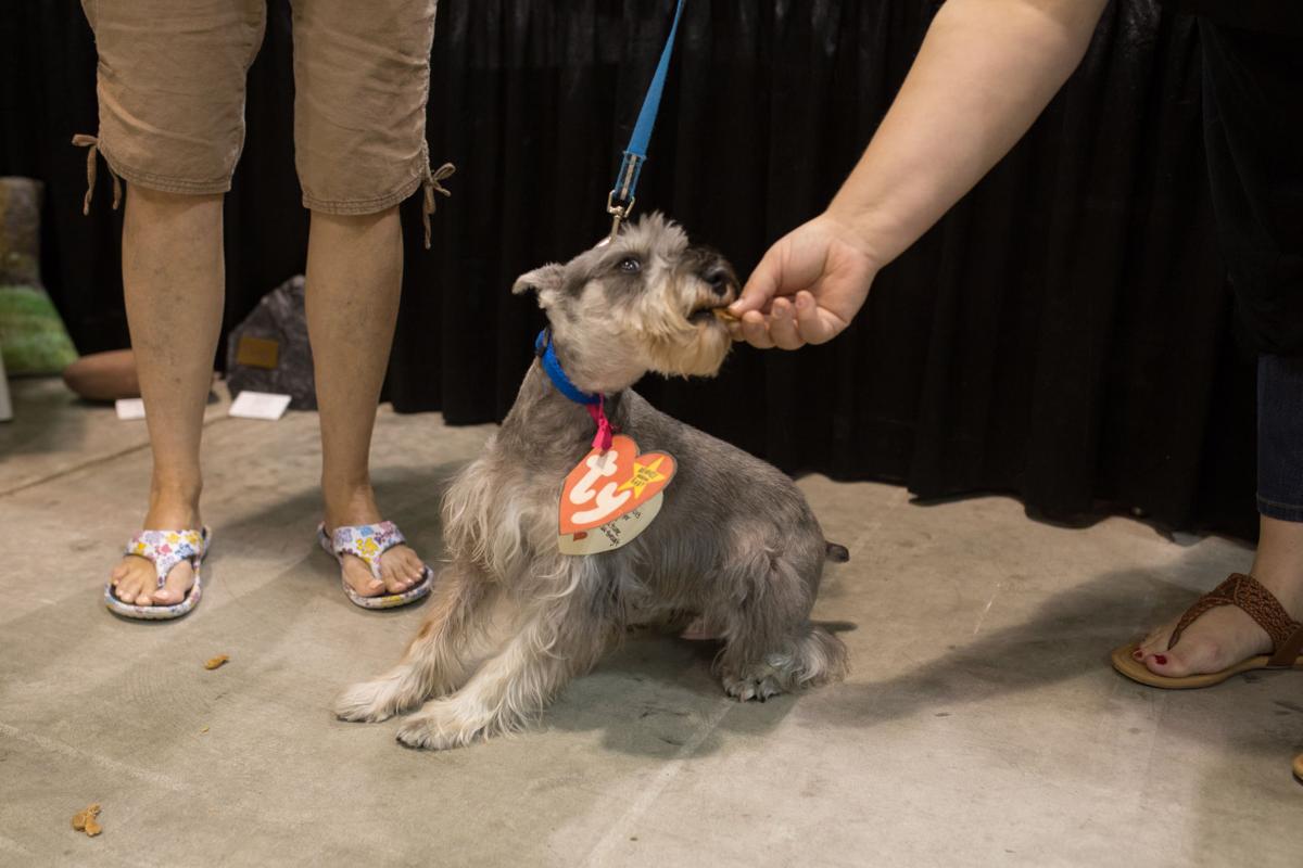 Pet Expo-October 14, 2017-467