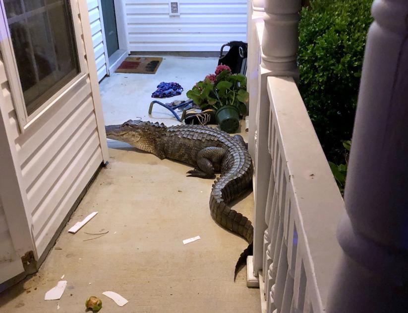 North Charleston family awakes to alligator clanking around on porch