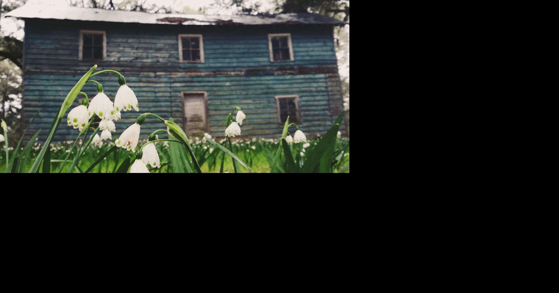 Hobcaw Barony, now a rich South Carolina coastal research site