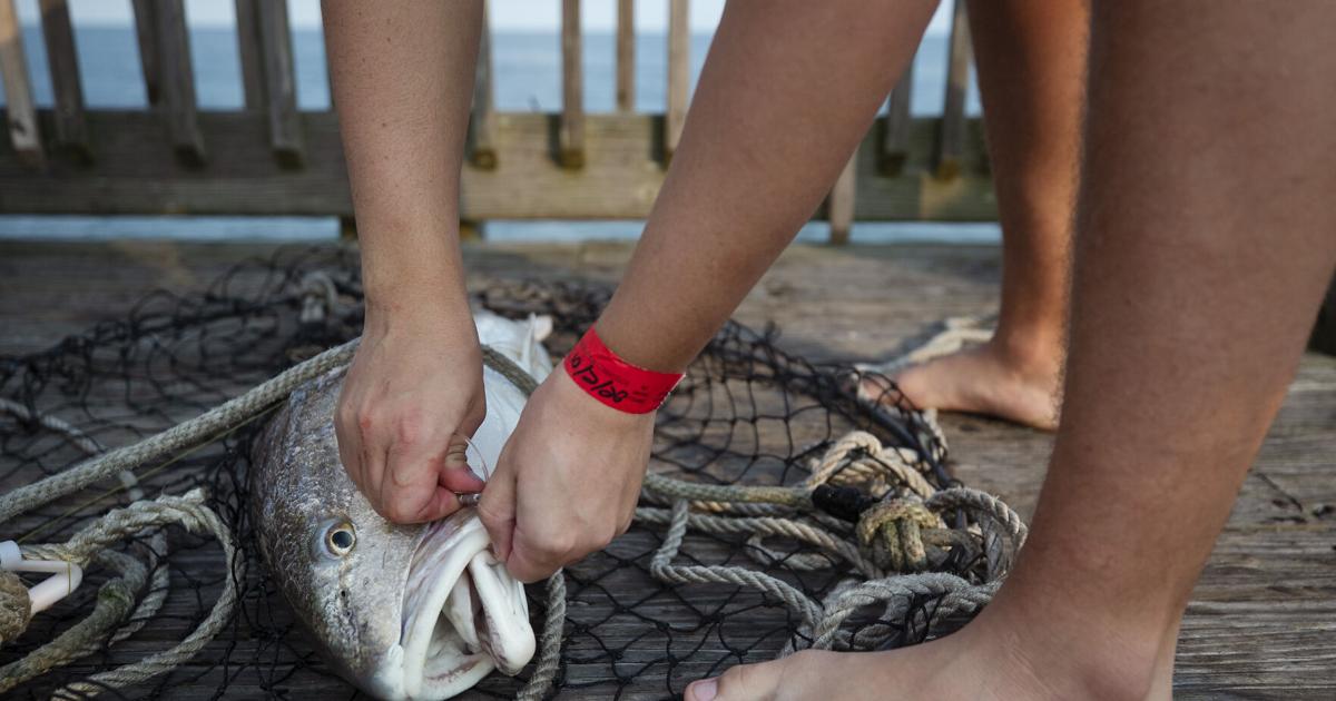New catch limits on South Carolina red drum fishing begin July 1