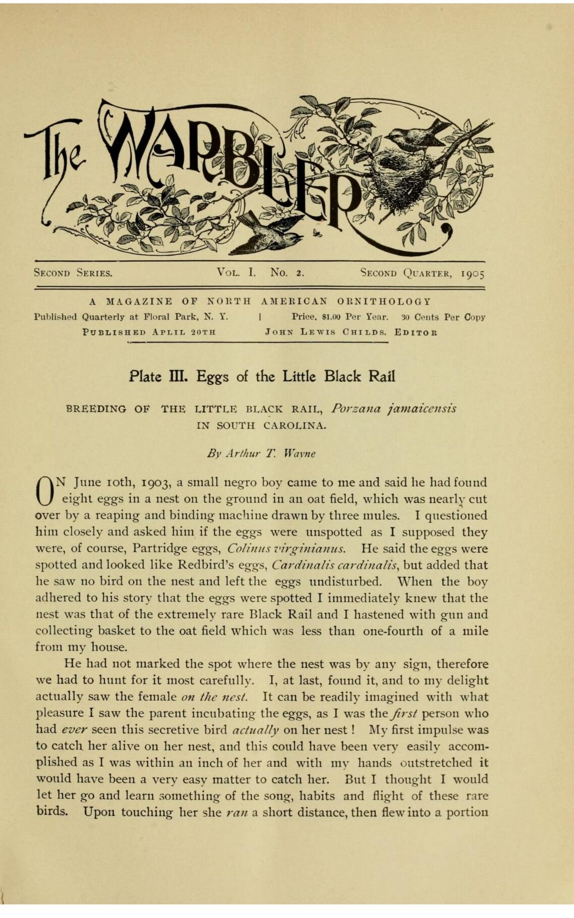 Arthur T. Wayne finds a black rail in 1903