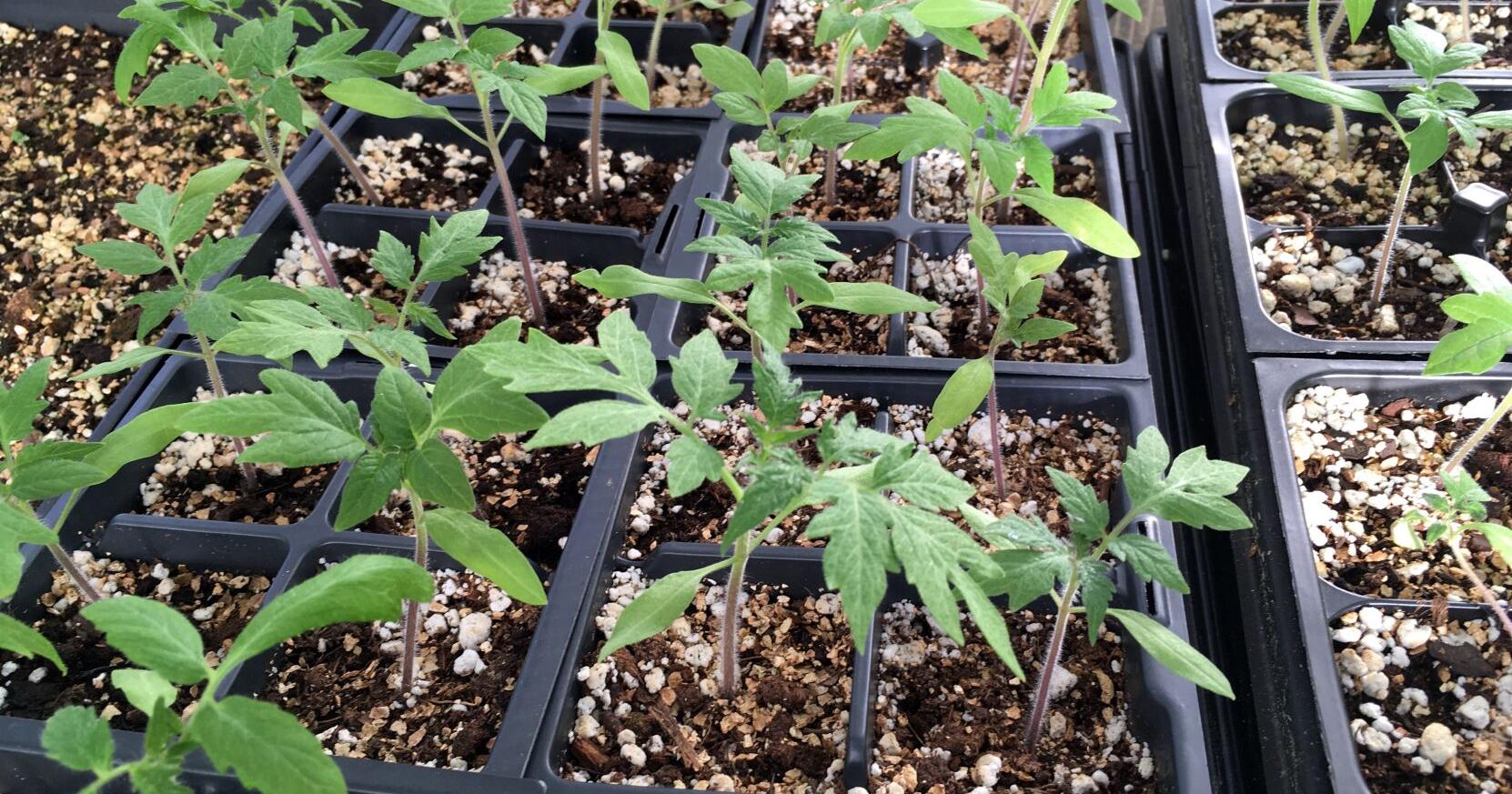 AIKEN MASTER GARDENERS: Master Gardeners will be at farmers market starting in April