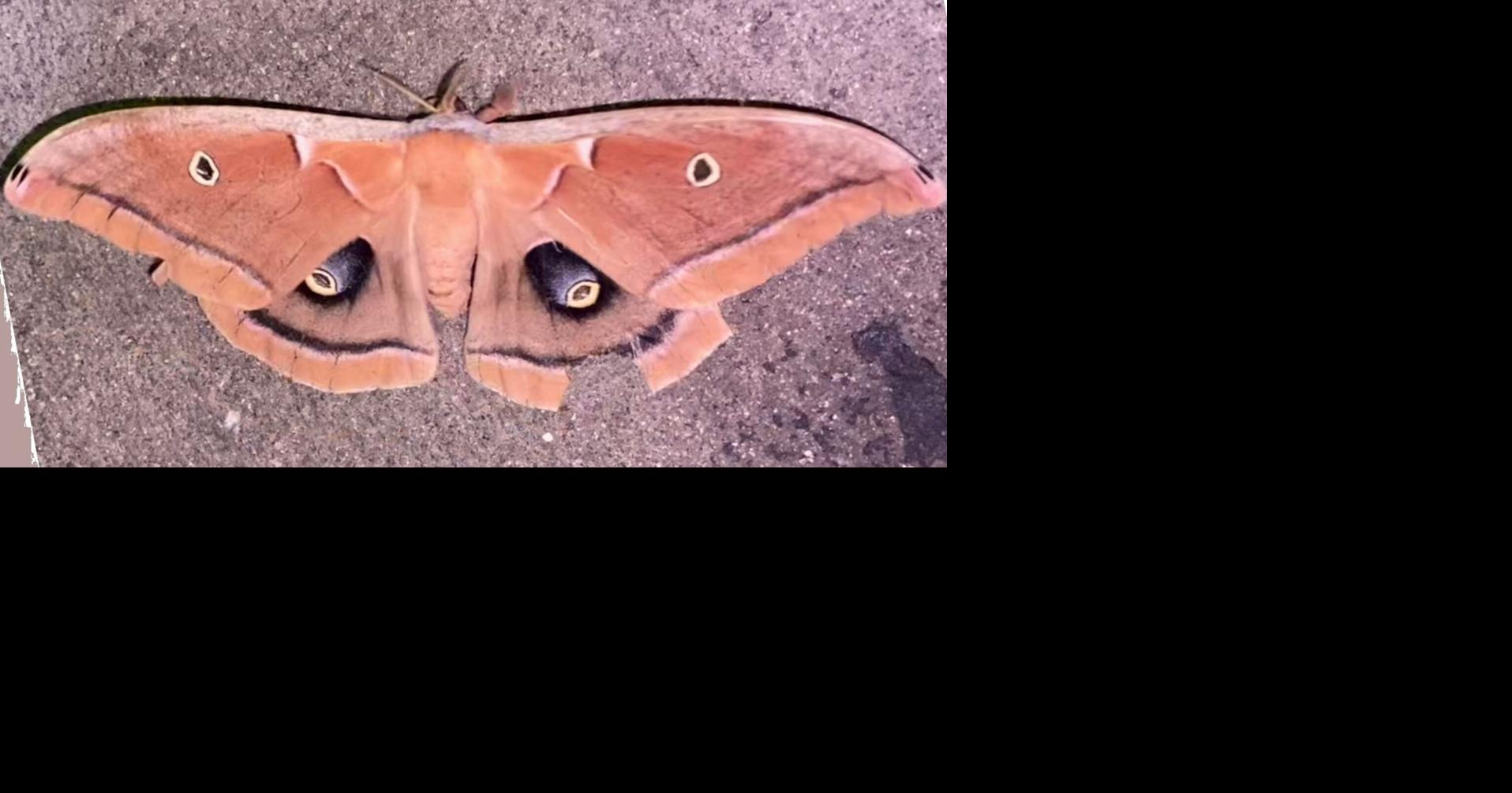 ECOVIEWS: A book about loving insects is worth the read