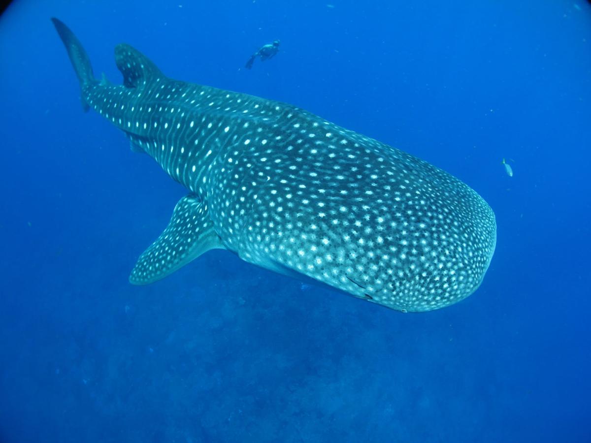 Sharks Outlived The Dinosaurs But A College Of Charleston