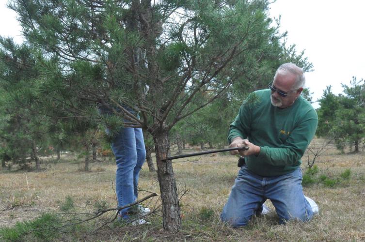 A Lebanon family tradition Christmas tree farm one of the last of its