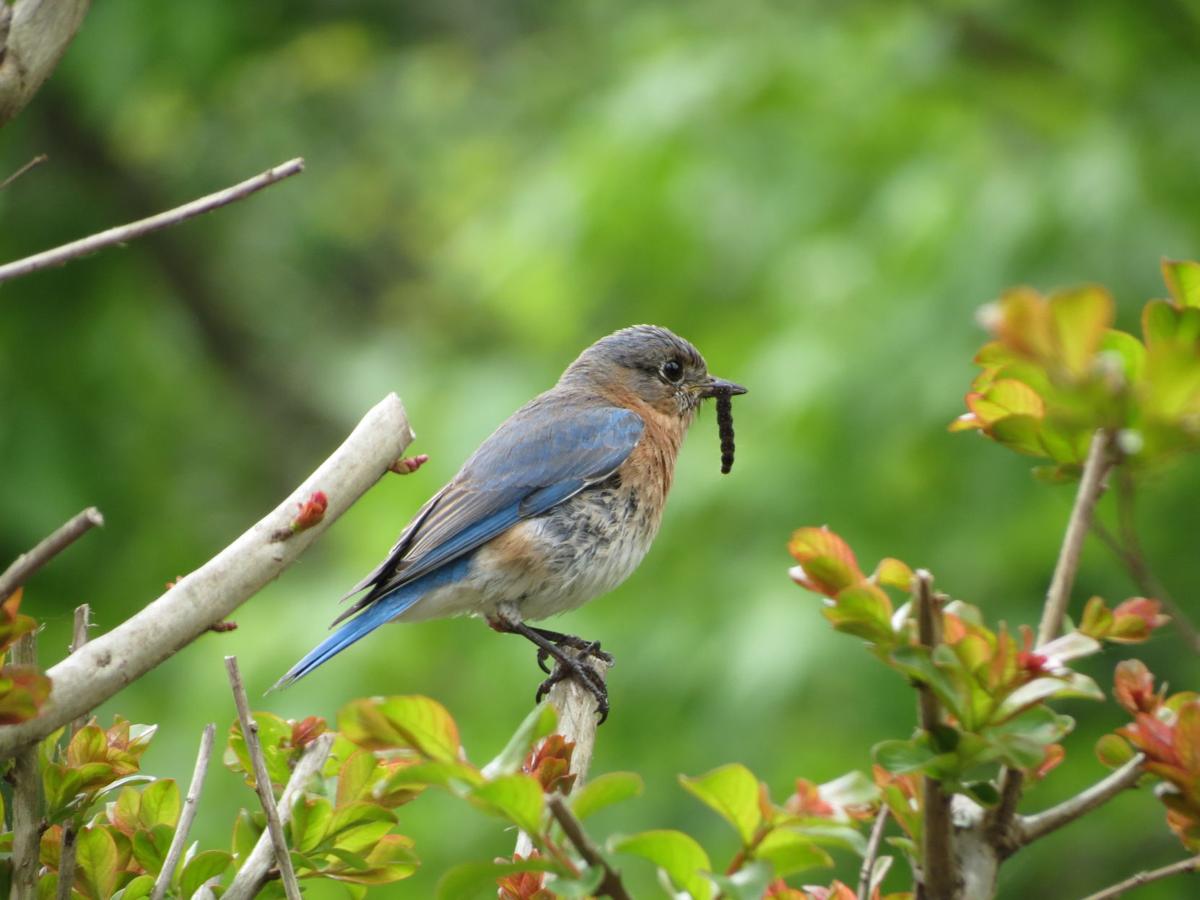 Reader Photos Backyard Birds Your Photos Postandcourier Com