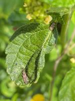 Gardening column: Lantana lace bugs