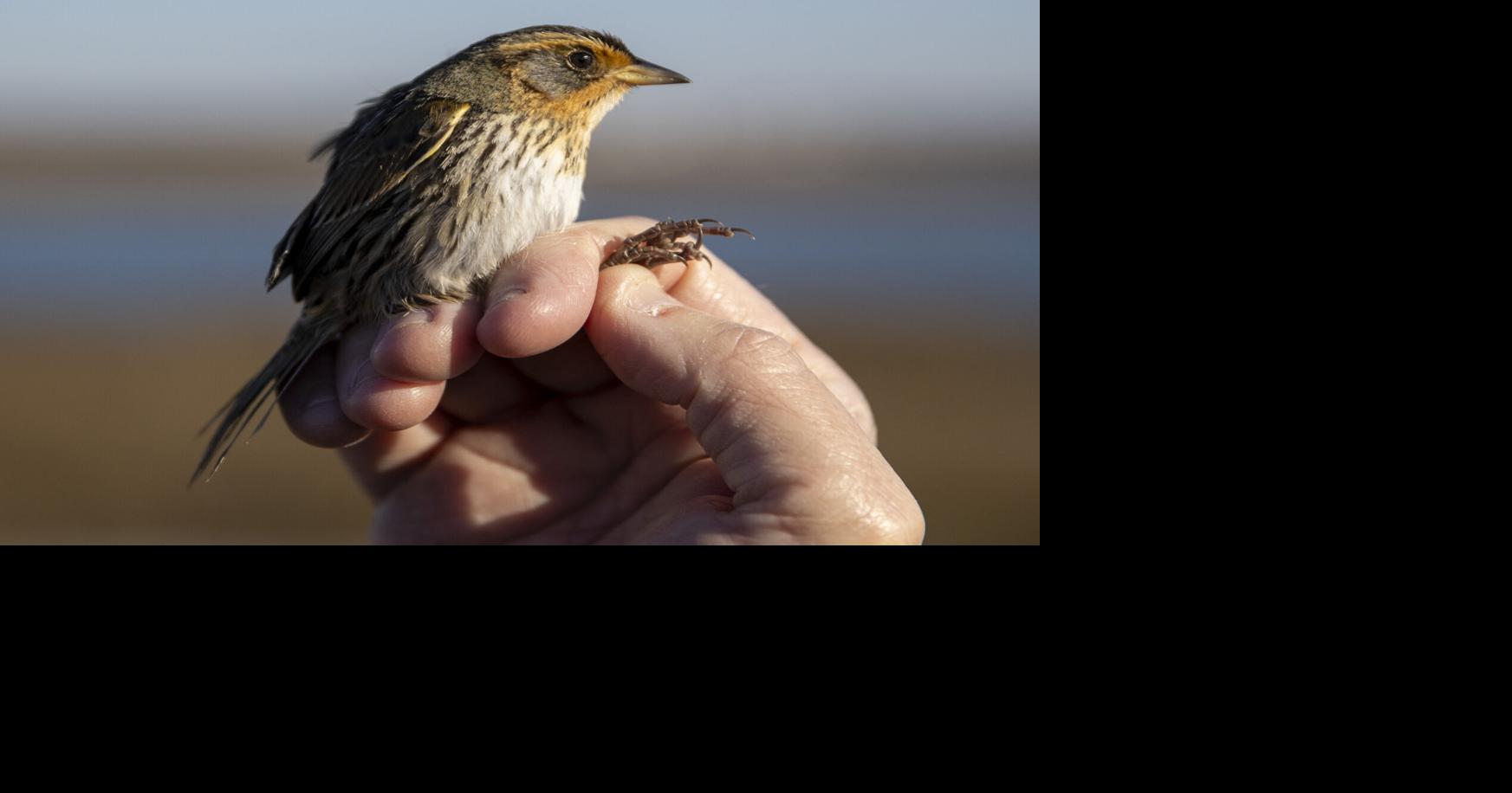 About 600 million birds set to cross South Carolina as fall migration kicks off
