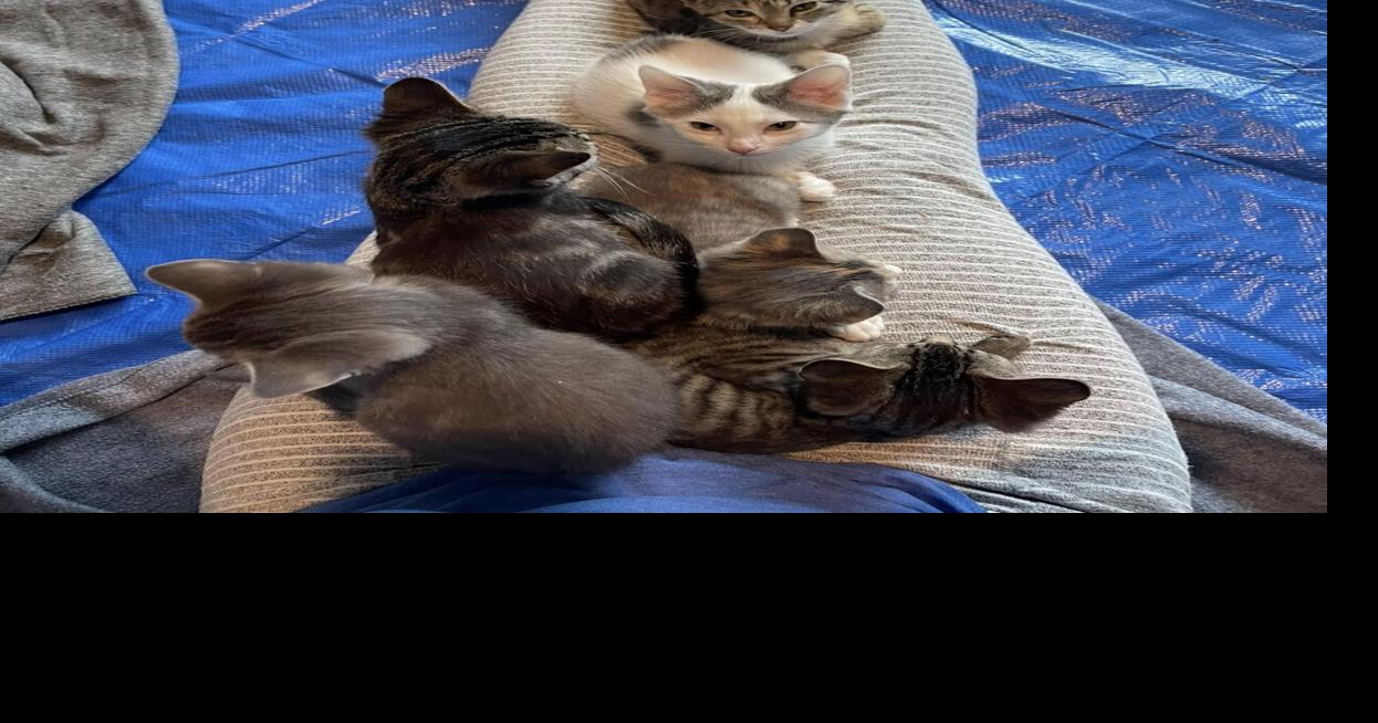 SPCA Albrecht Center has Aiken's first microchip scanner