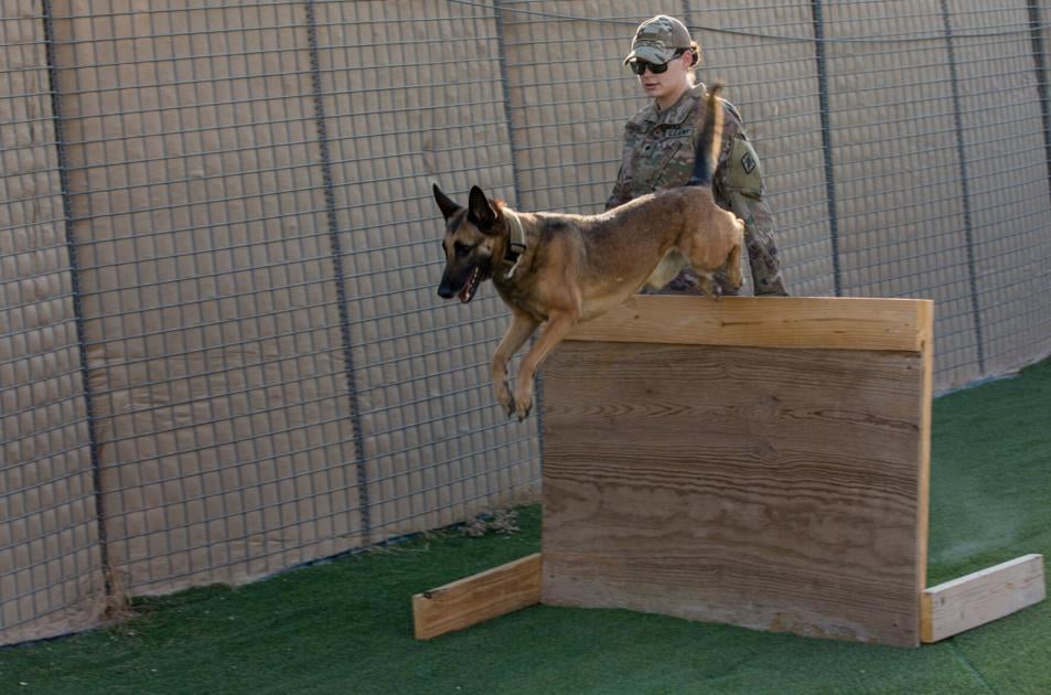 Who is a good member of the service?  Meet some of South Carolina’s military dogs.  News