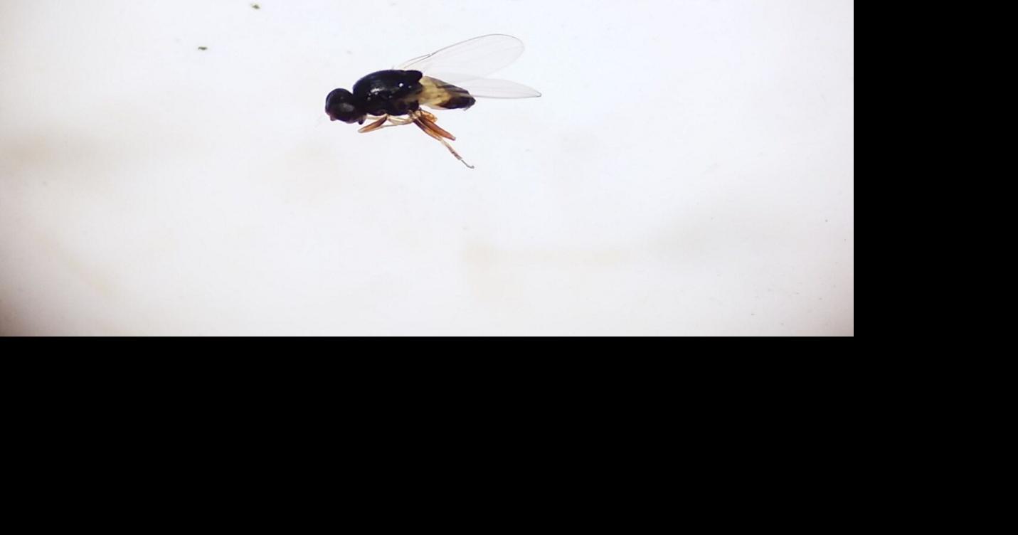 Signs of spring: Gnats will appear as temperatures rise in South Carolina