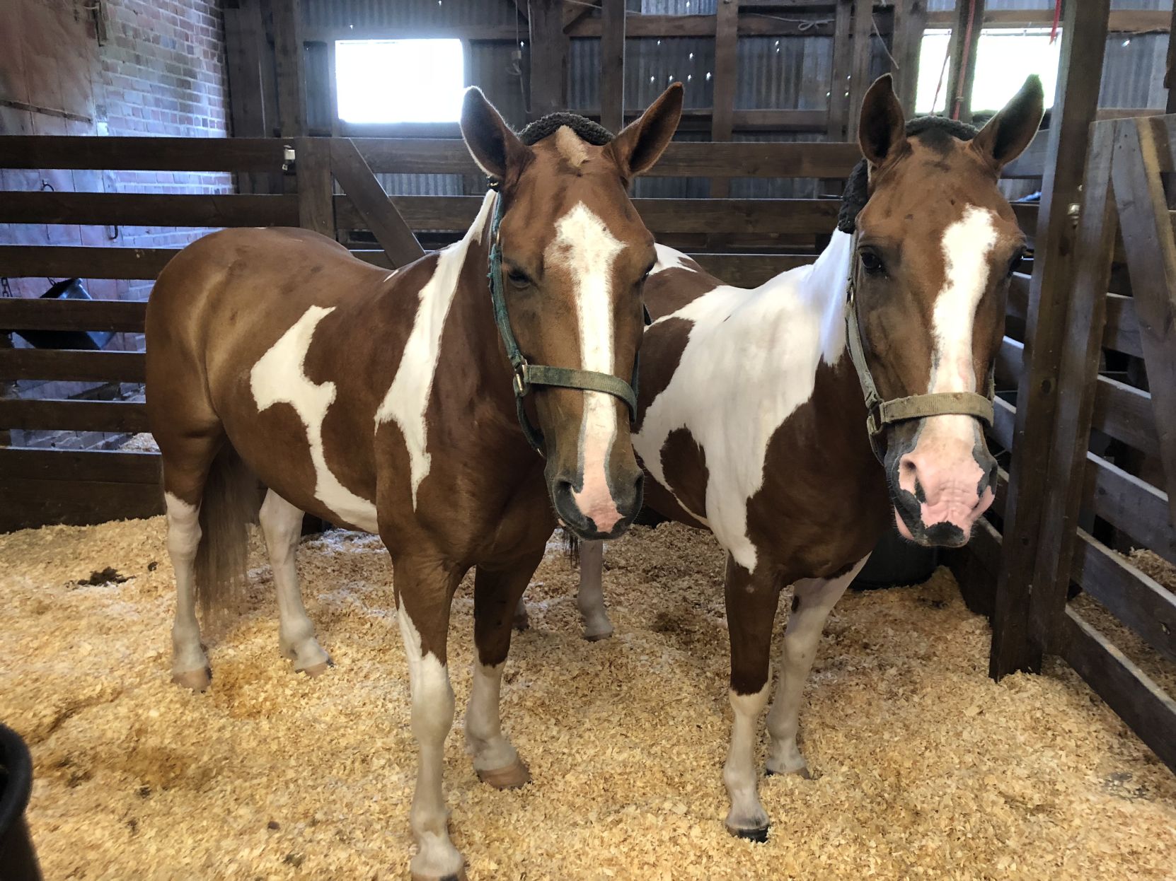 palmetto horse carriage tours