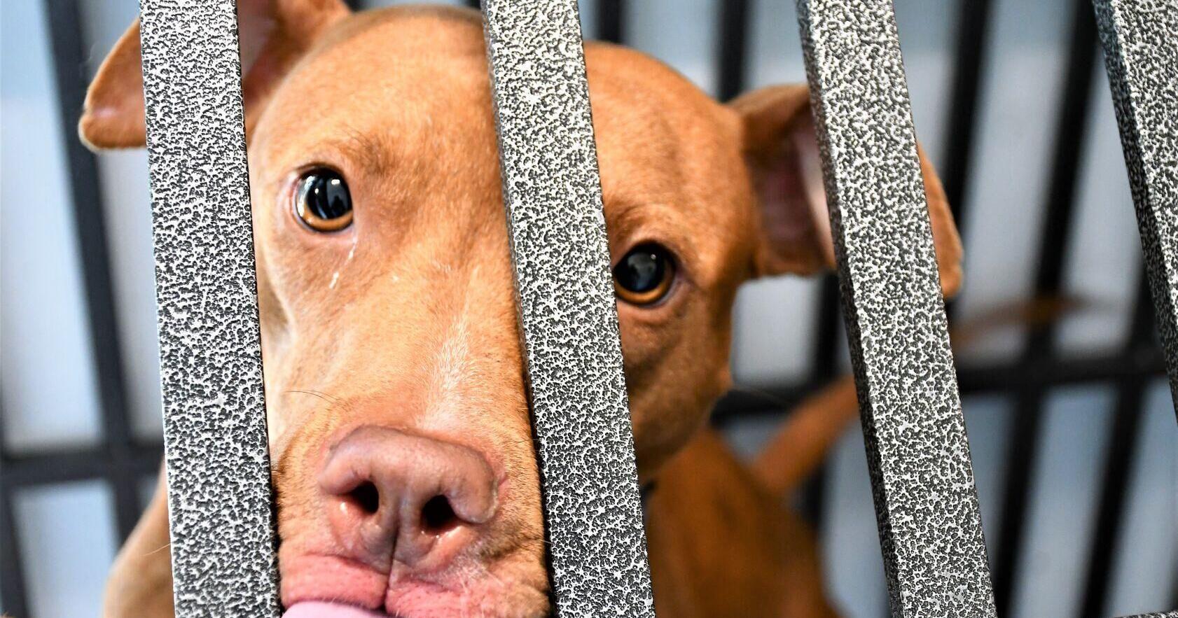 Some animal intakes stopped at Berkeley Animal Center - Vimarsana News