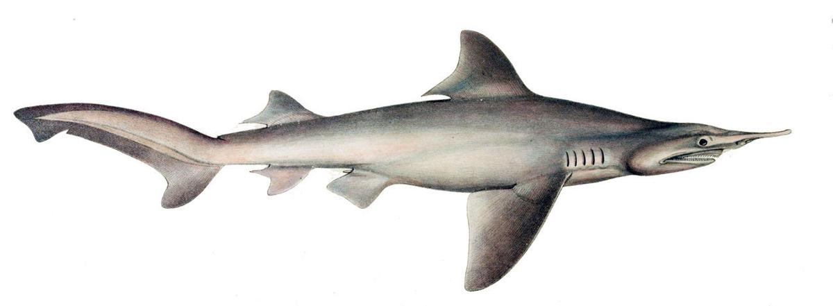 New species of prehistoric shark discovered in Aiken 1